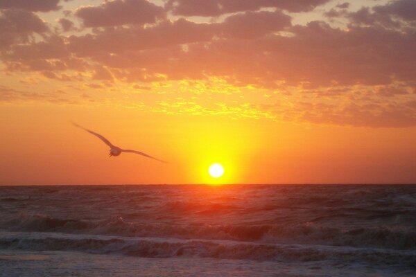 Gaviota de mar en el fondo del amanecer