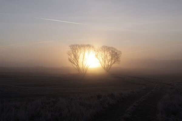 Due alberi sullo sfondo dell alba, su un grande campo