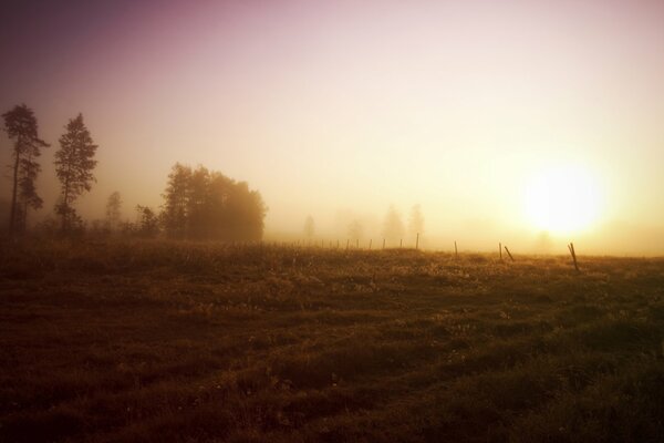 Feld mit Bäumen bei Sonnenaufgang. Der Nebel
