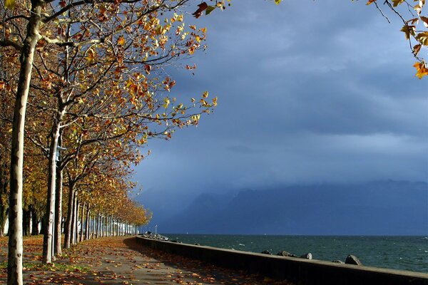 Un sentier couvert de feuilles mortes sépare la forêt et la mer