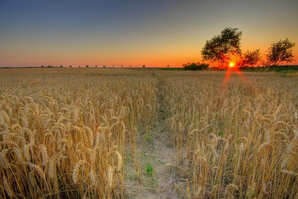 Photo of wheat on the background of sunset