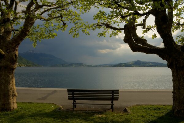 Banco bajo un árbol junto al lago