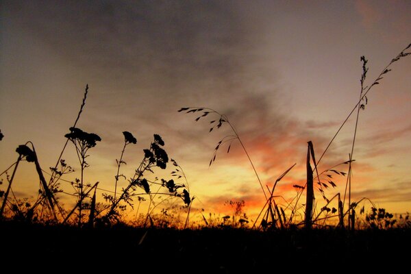 Herbe sur fond de ciel sombre