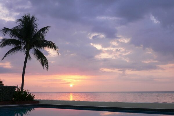 A lonely palm tree standing between the pool and the sea