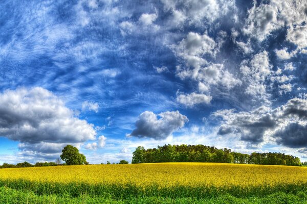 Gelbes Feld auf blauem Himmelshintergrund