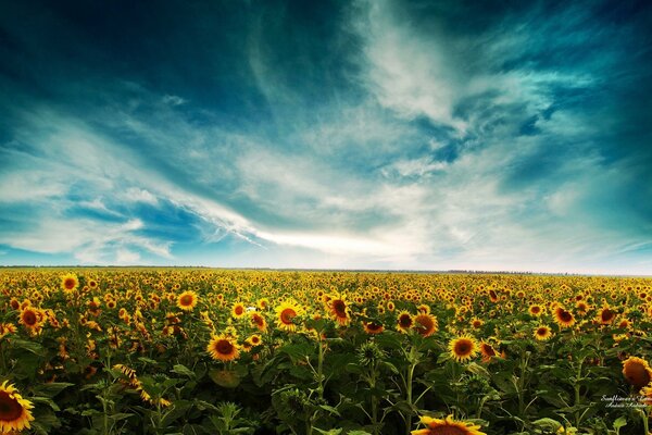 Tournesols nuages ciel vert