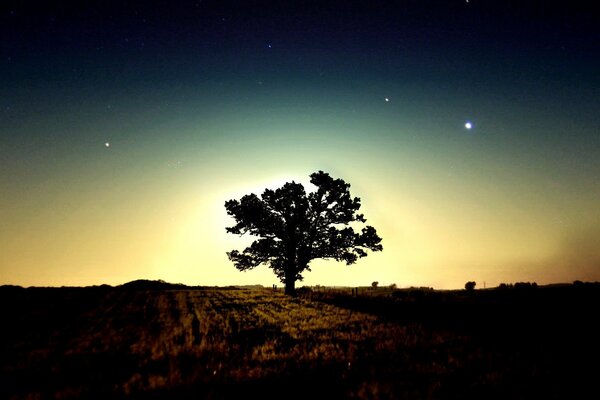 Samotne drzewo wieczorem na tle rozgwieżdżonego nieba