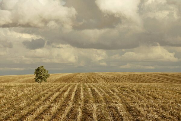 Albero solitario nel campo