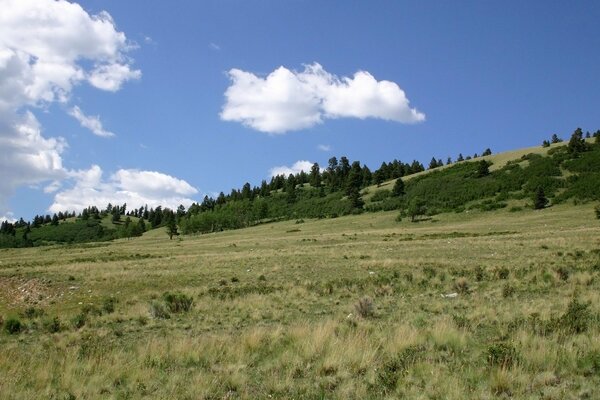 Green field on the background of hills with trees