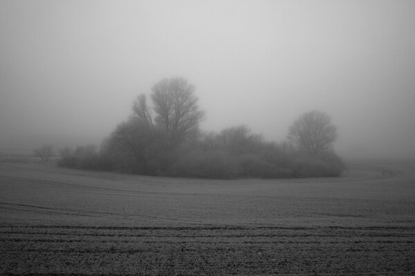 Arbres et arbustes dans un champ enveloppé de brouillard