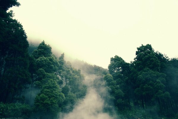 La nebbia si diffonde attraverso la foresta