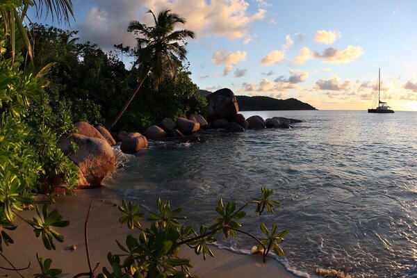 Beach with rocks and palm trees, boat on the background