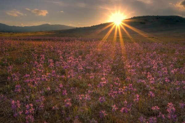 Beau coucher de soleil sur une Prairie de fleurs