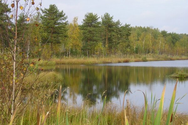 Trees and forest over the lake