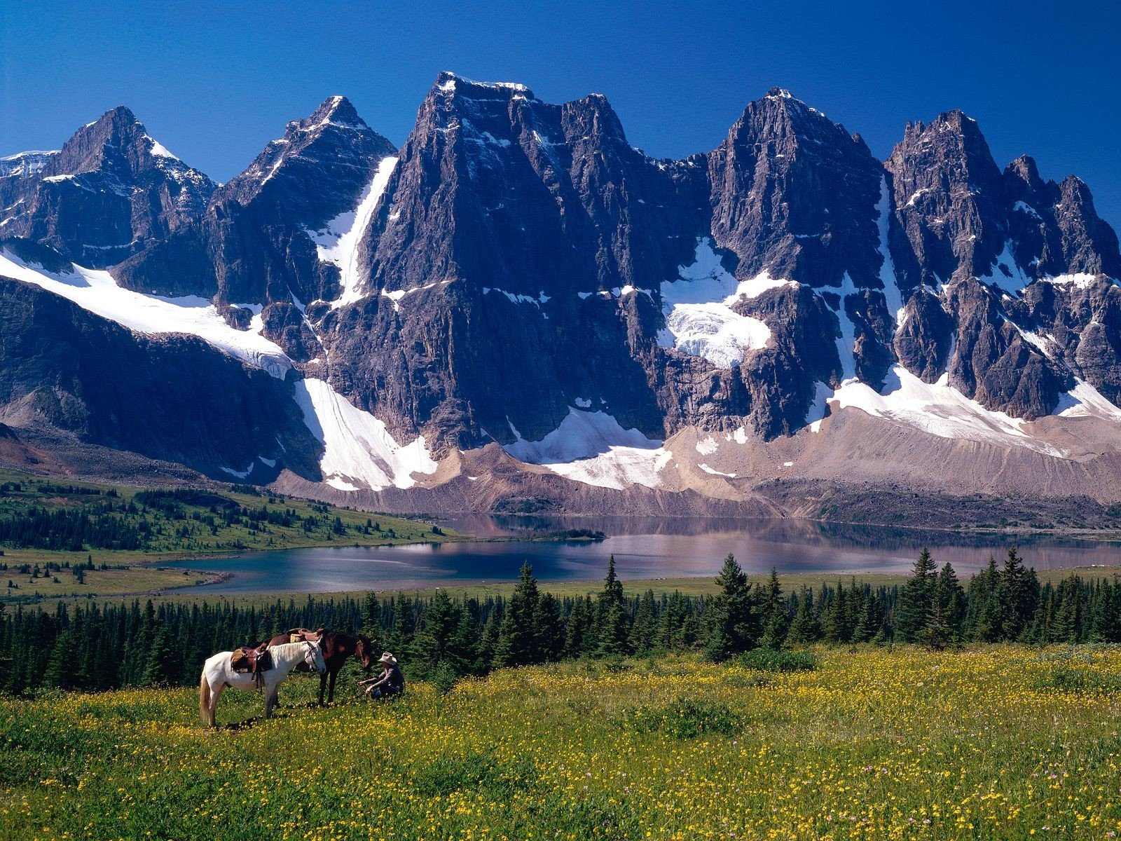 jasper park alberta kanada góry drzewa