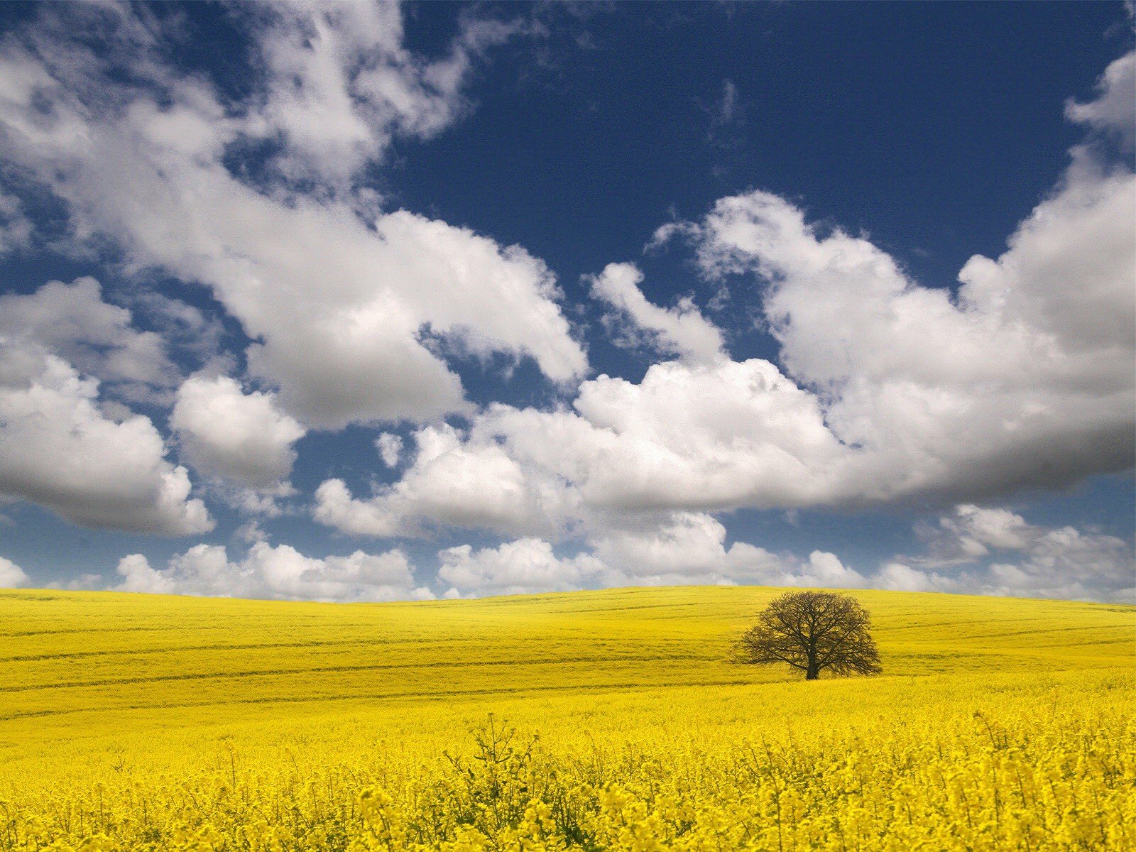 the field clouds tree yellow