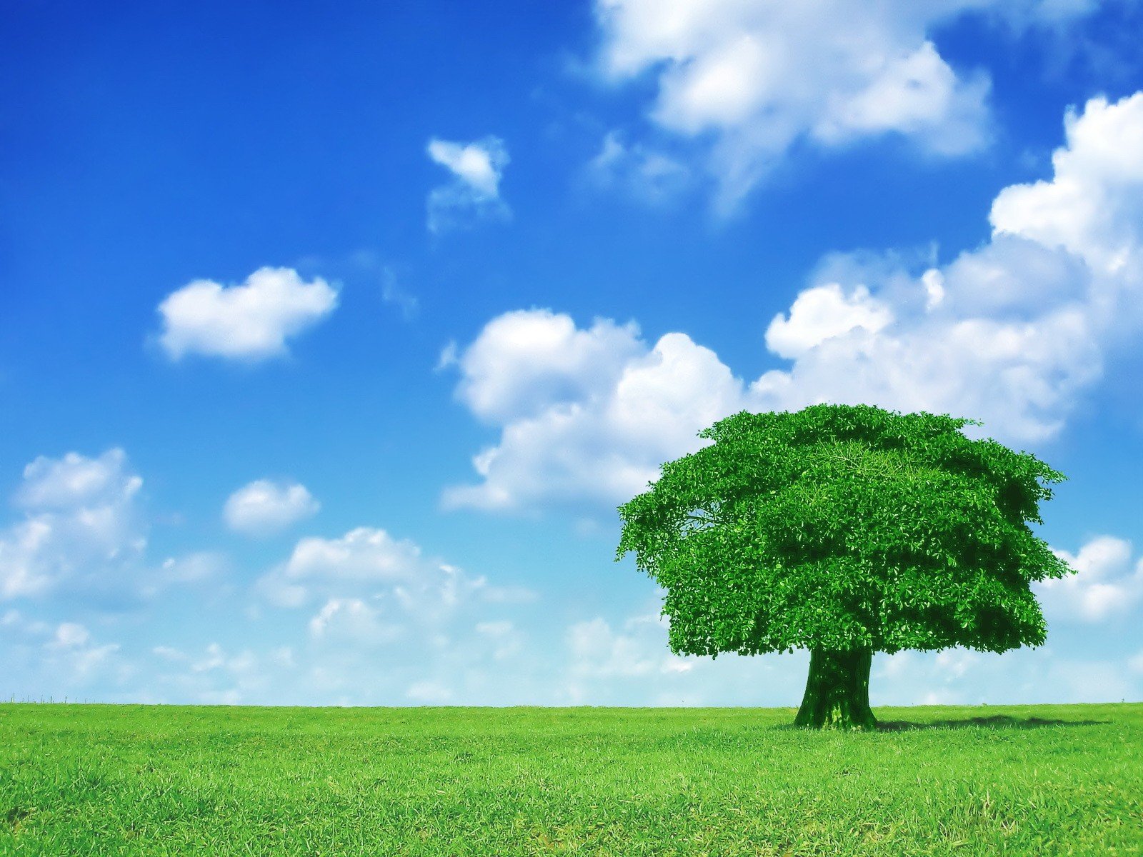 arbre vert nuages