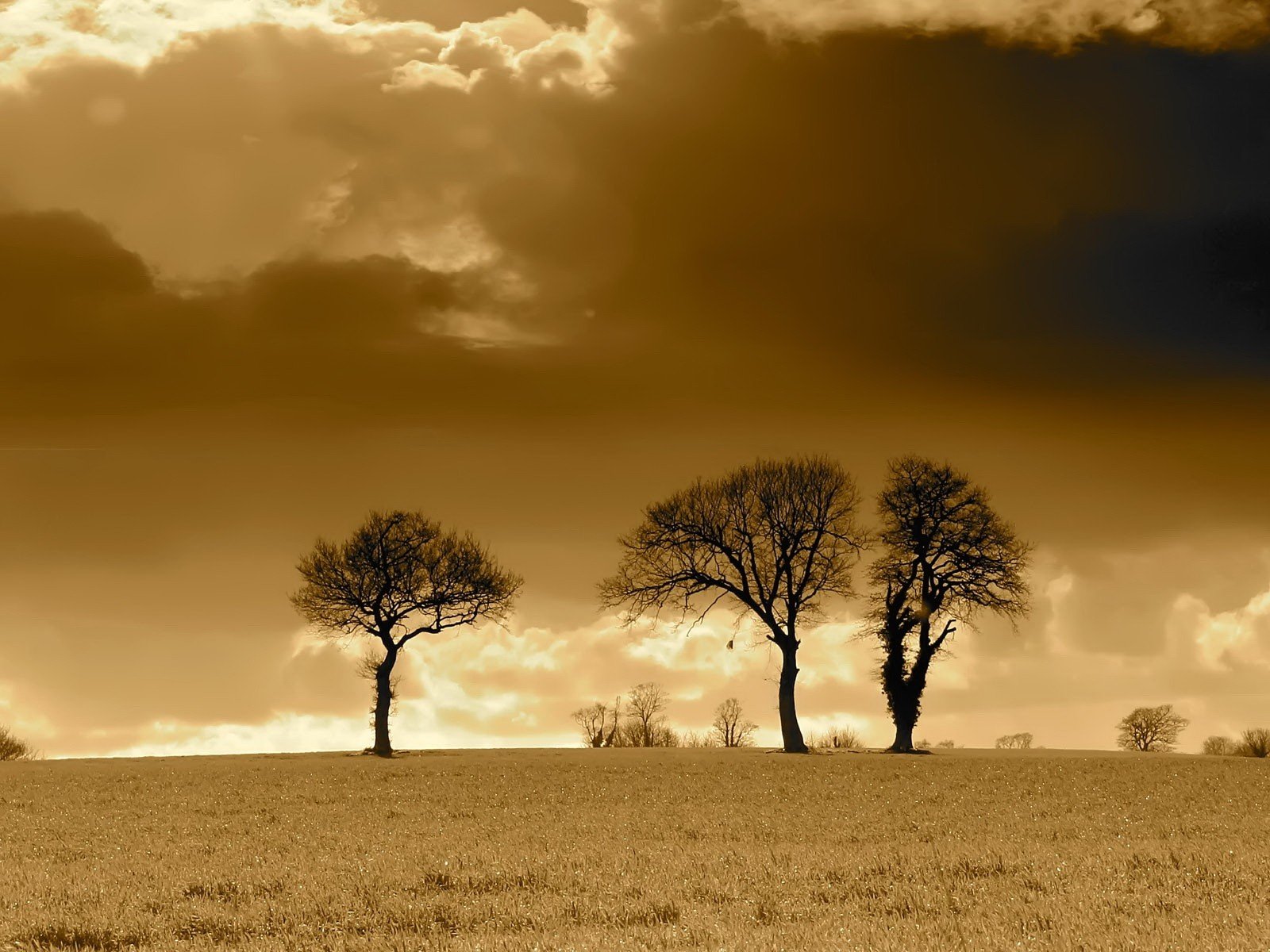 bäume wolken feld sepia