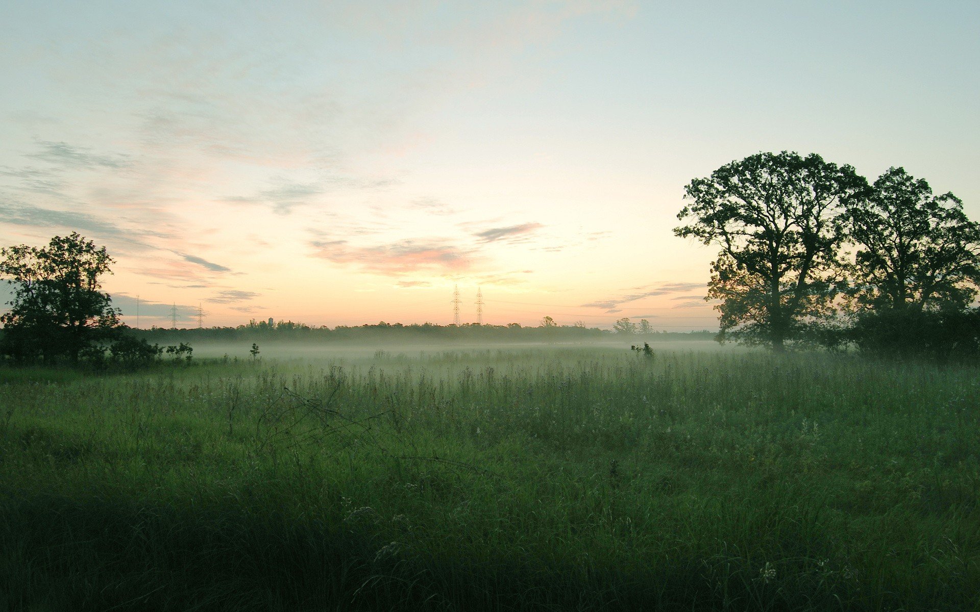 champ brouillard arbres