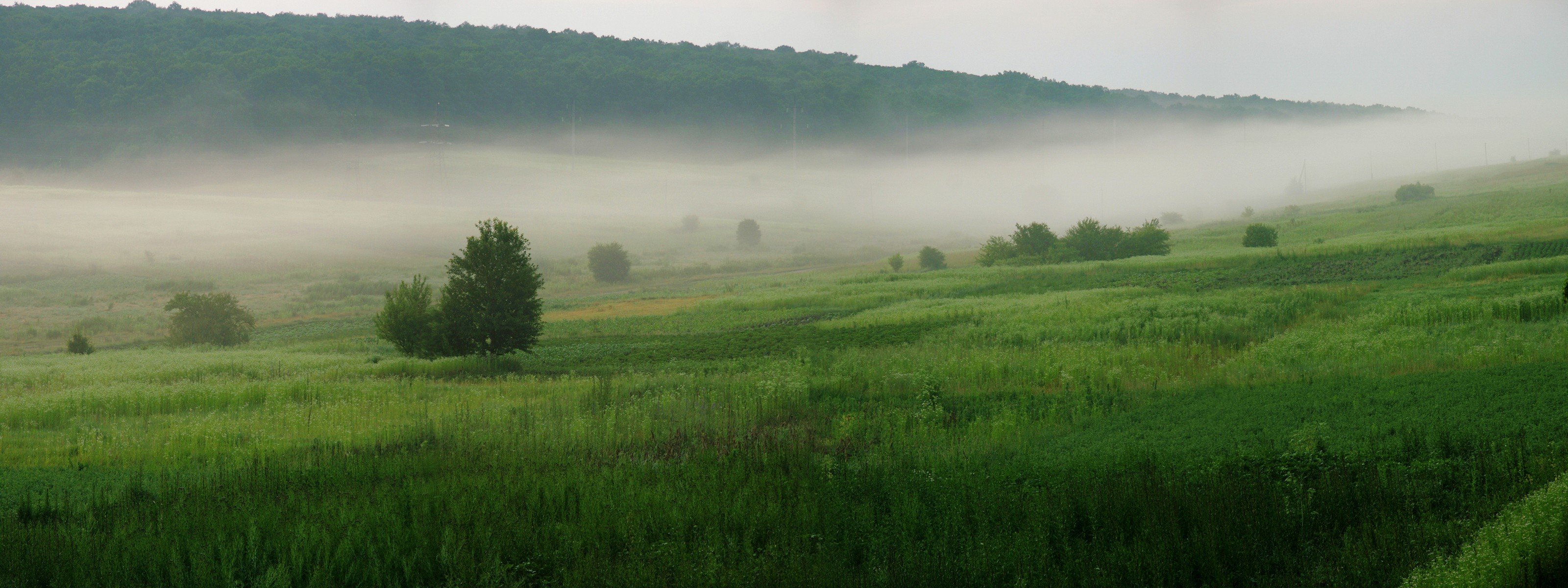 árboles hierba verde niebla