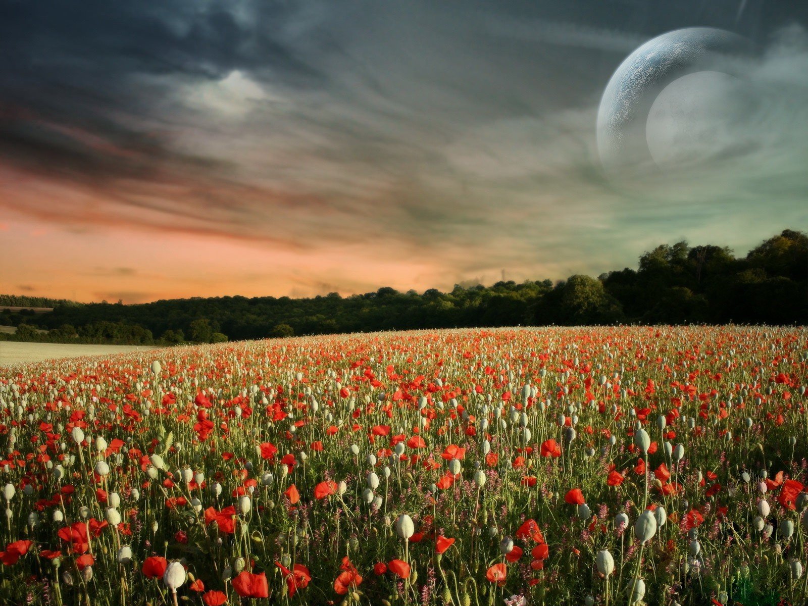 champ coquelicots nuages