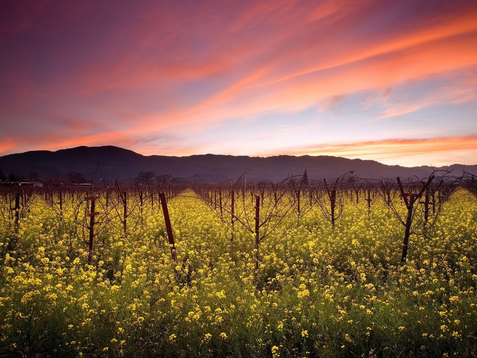 champ vignoble nuages ciel