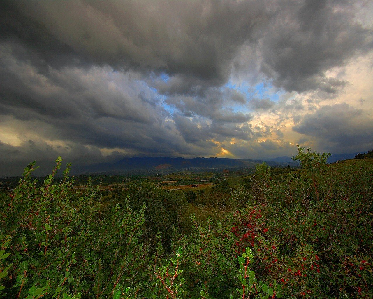 árboles hojas nubes