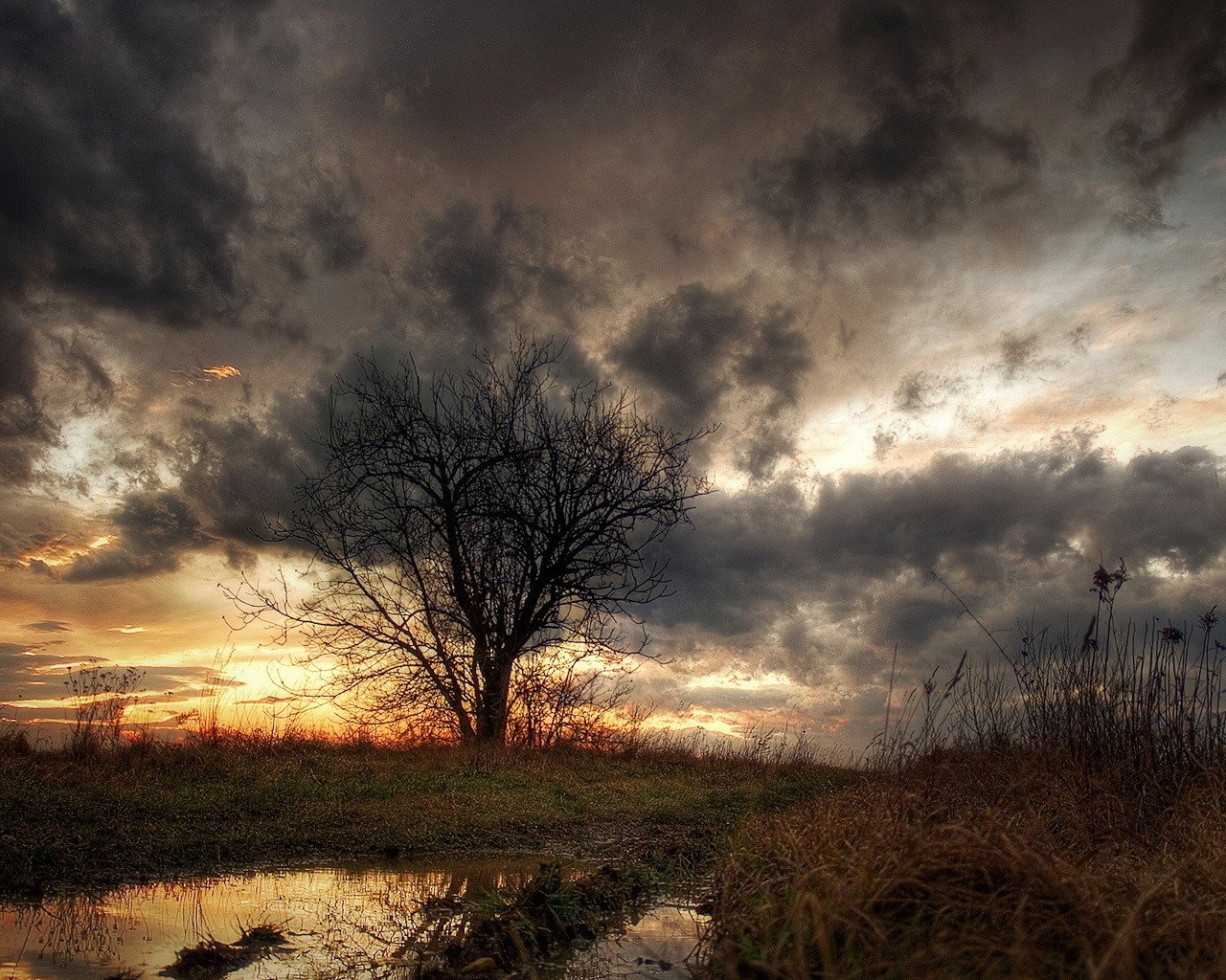 baum pfütze gras wolken