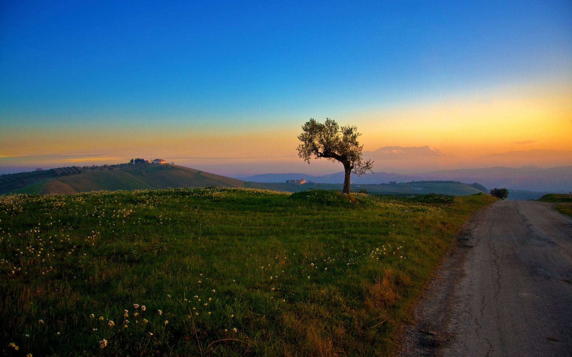 road tree grass hills morning