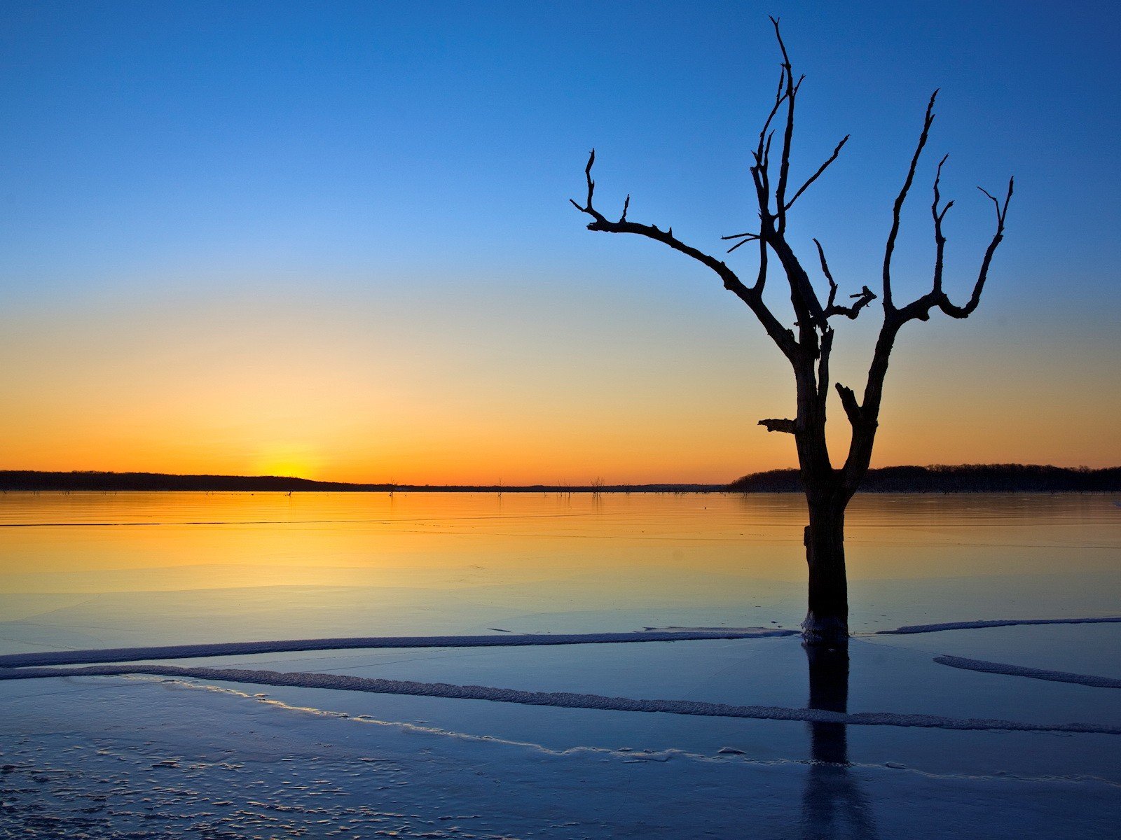 árbol lago hielo