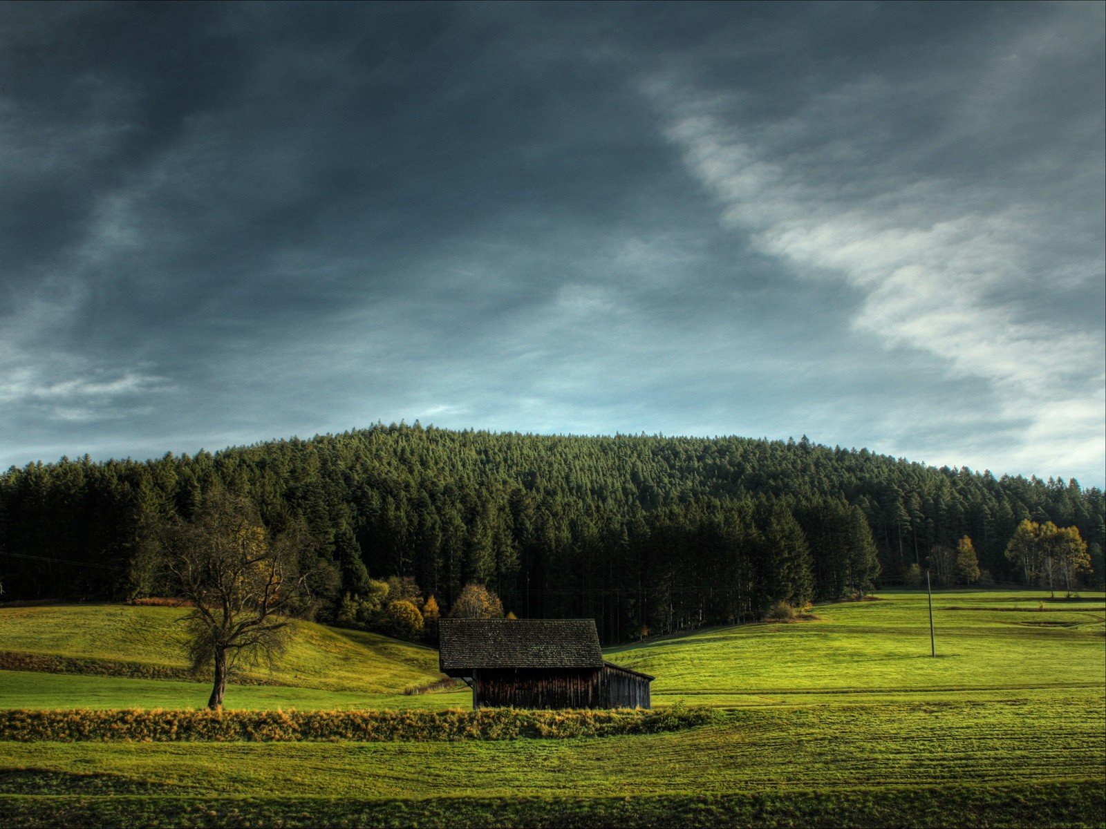 himmel gras weihnachtsbaum feld