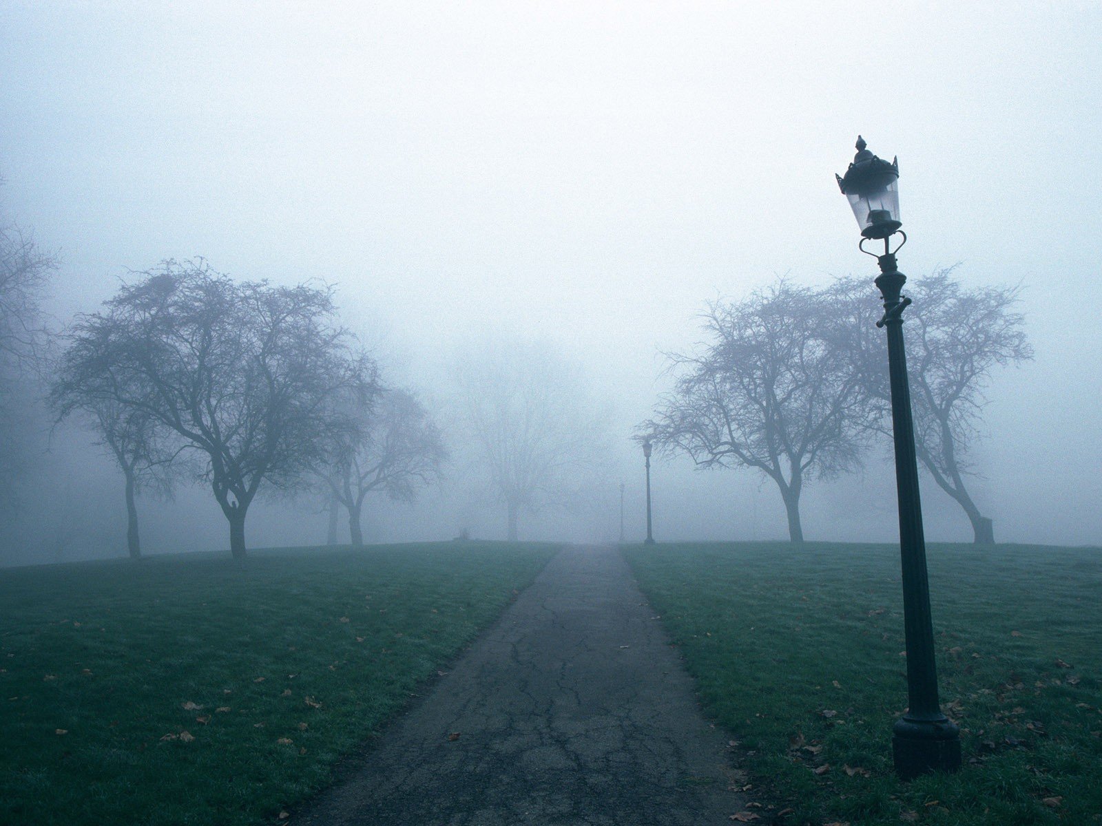 light trail tree fog