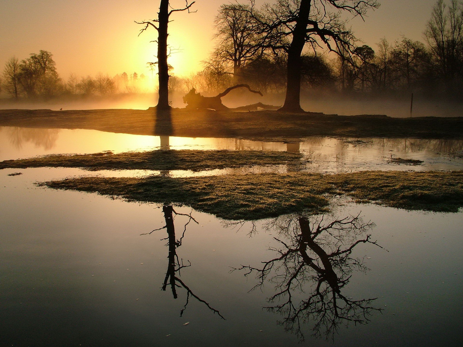 alberi nebbia mattina