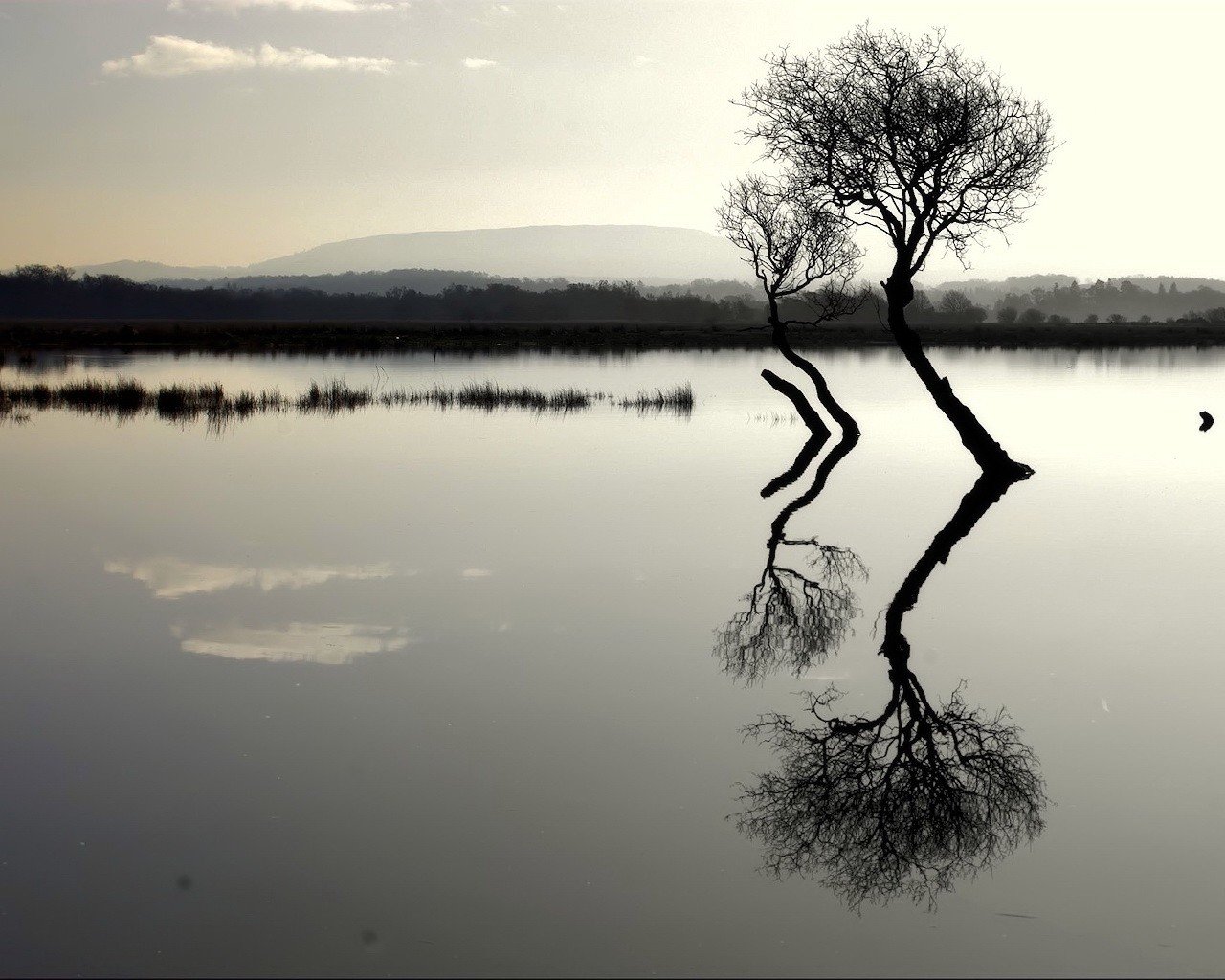 arbres lac réflexion