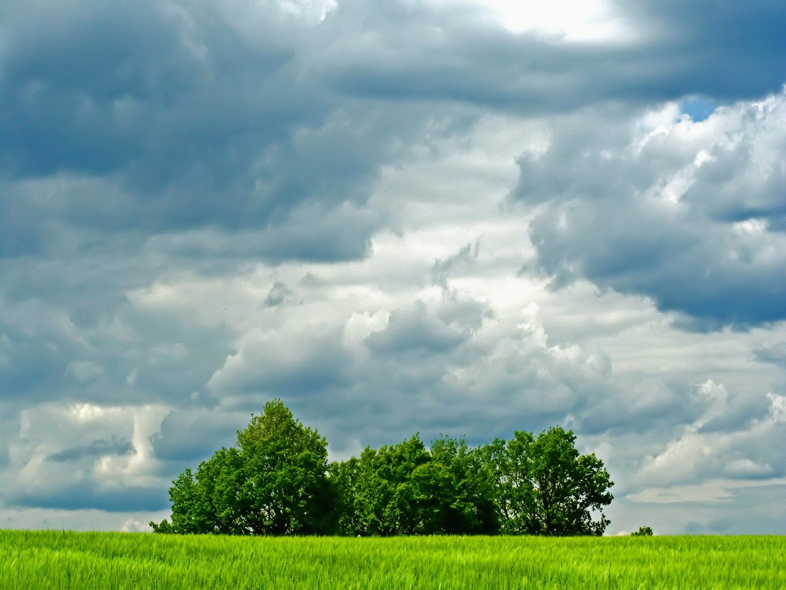 nuages arbres champ