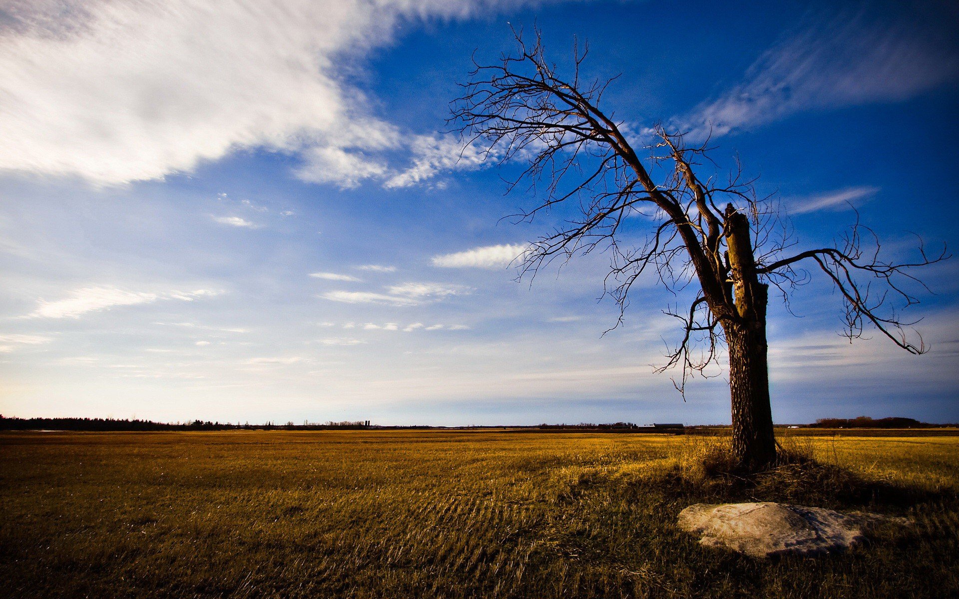 the field tree sky cloud