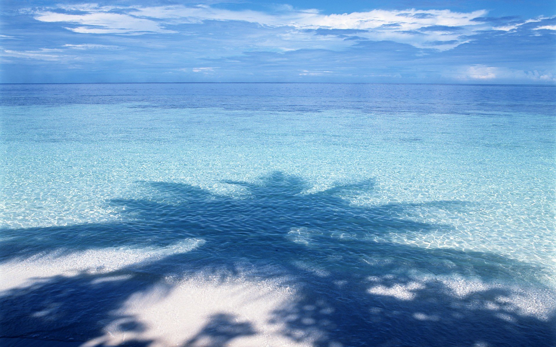 acqua ombra blu palma orizzonte