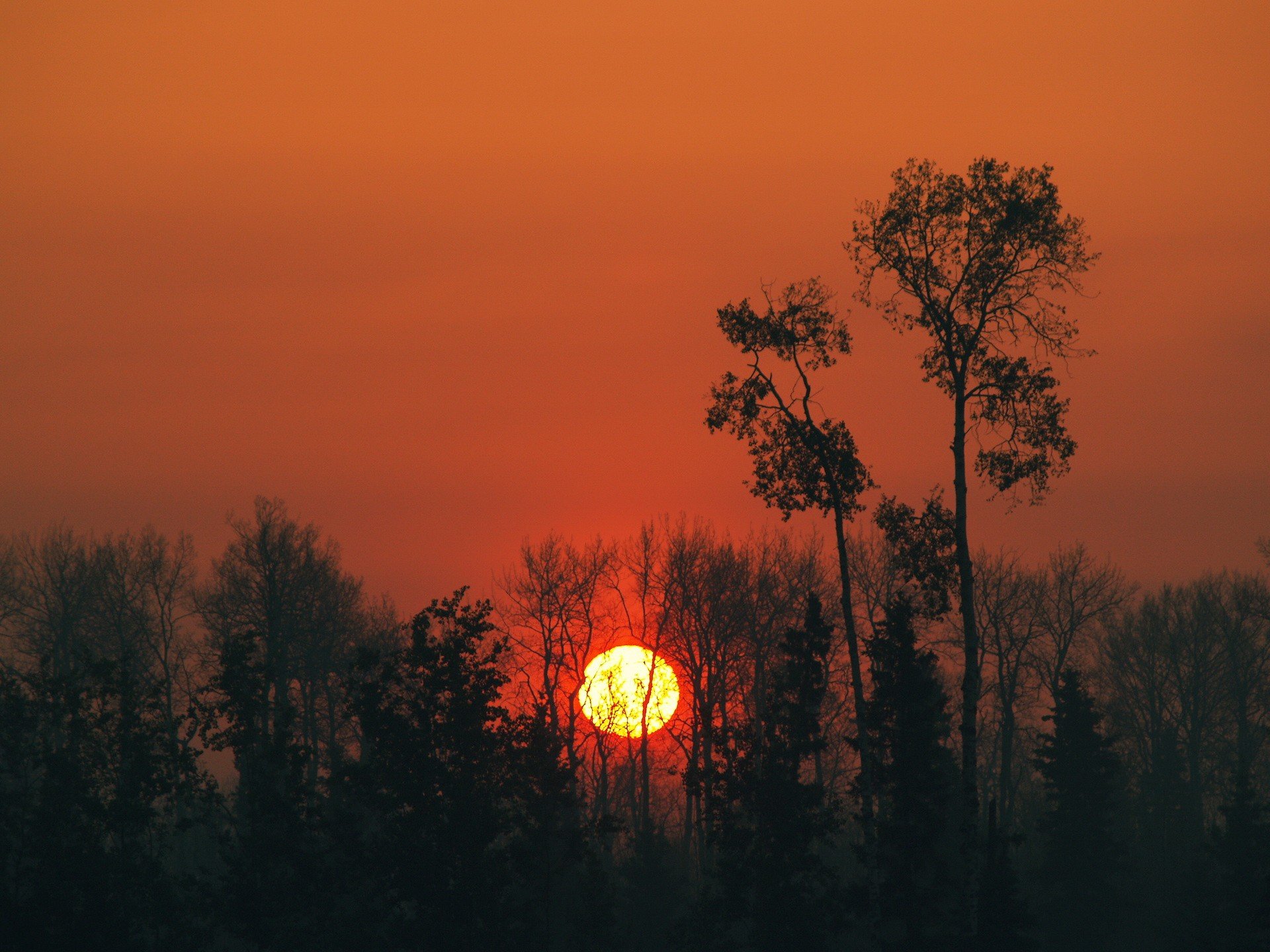 słońce drzewa zachód słońca