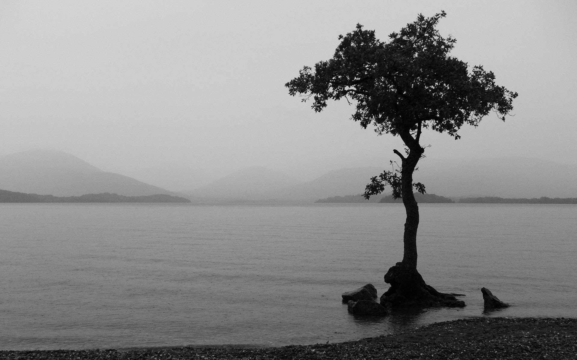 black and white lake tree