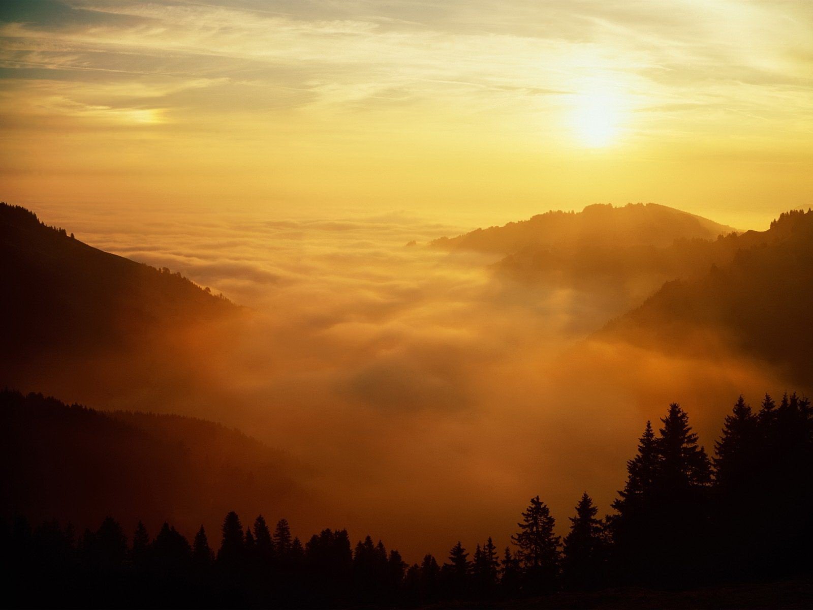 sole nebbia alberi