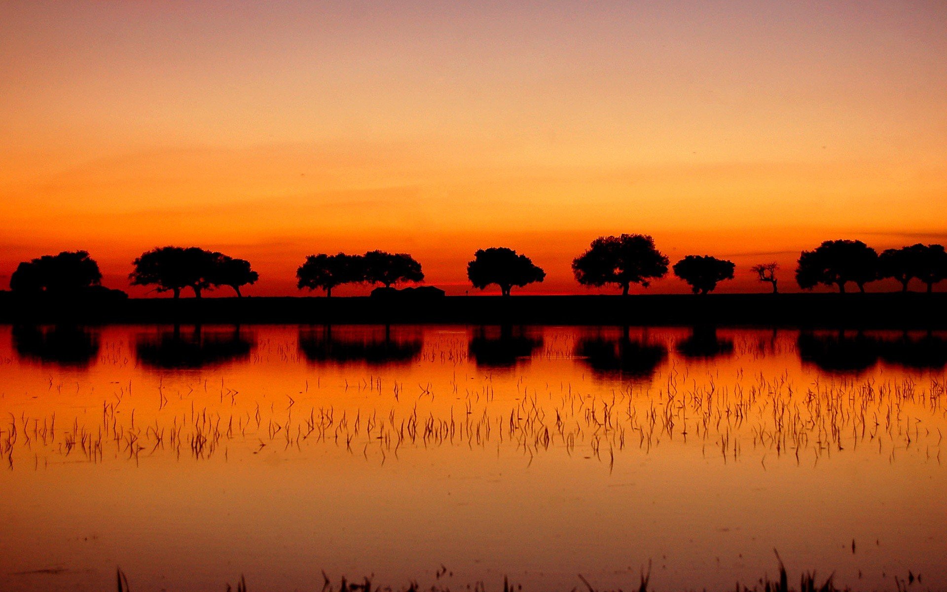 alberi tramonto lago riflessione