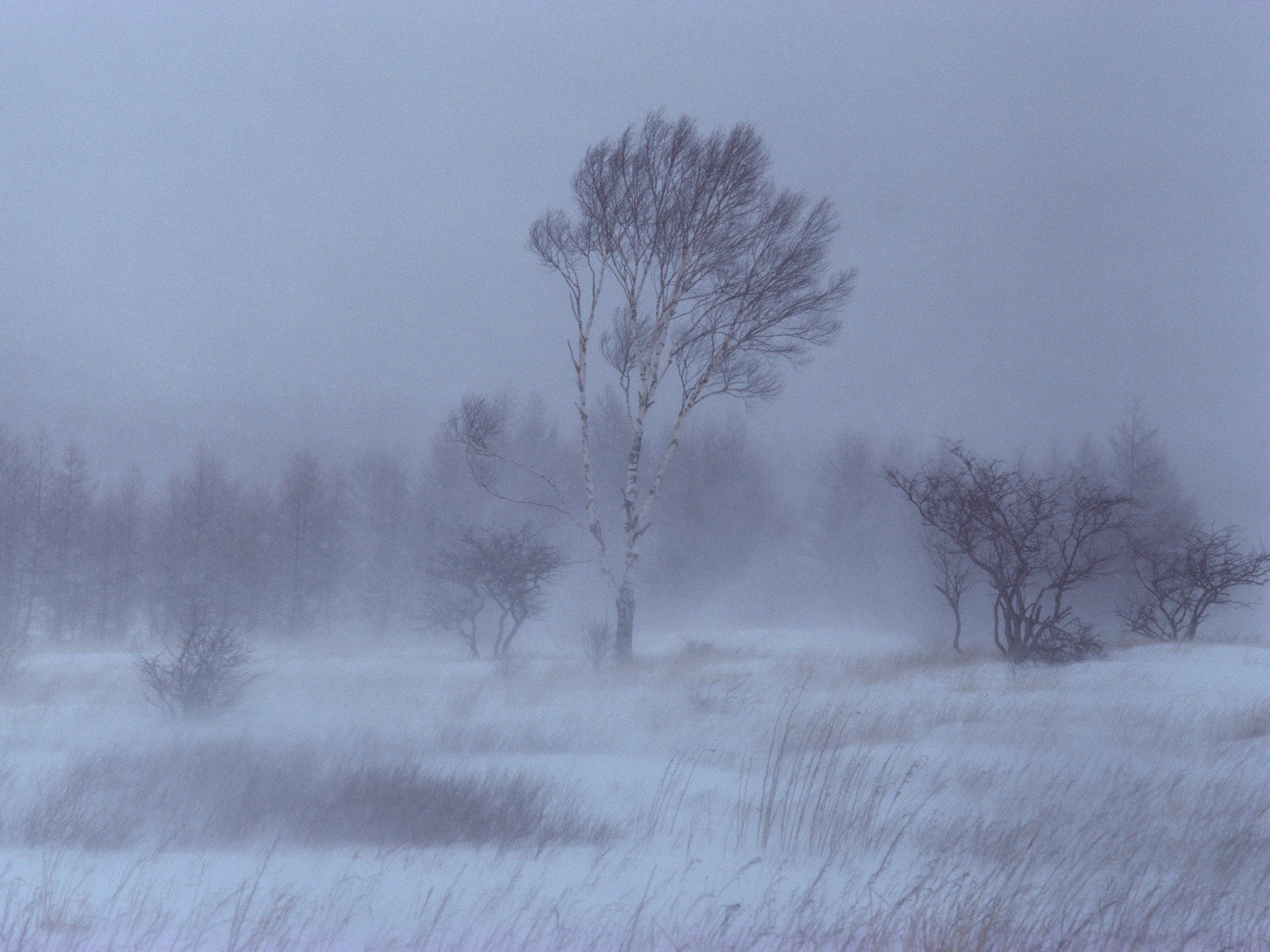 hiver neige arbres bouleau