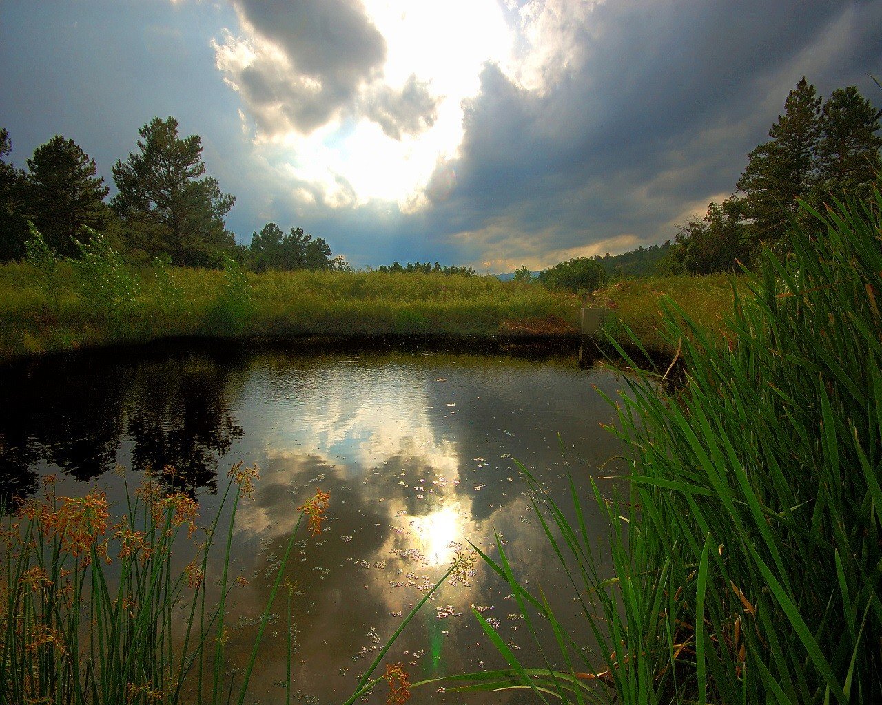 lake grass reflection water tree clouds light