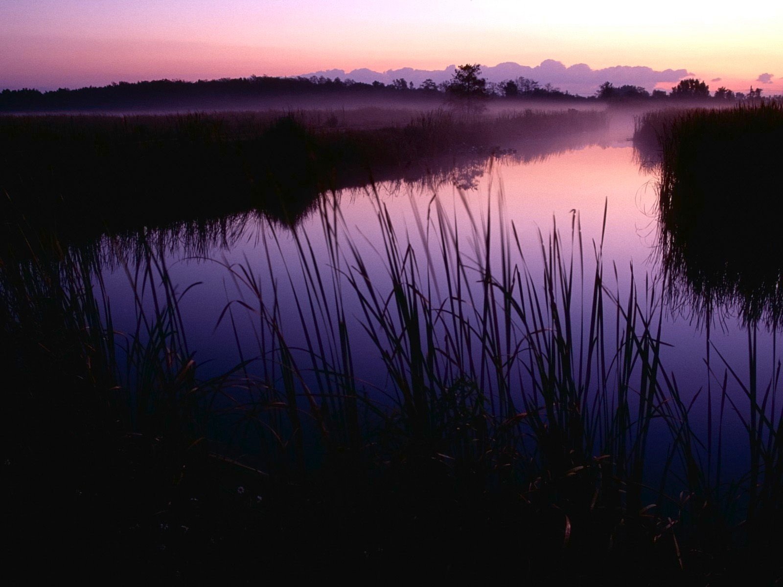 marais matin herbe