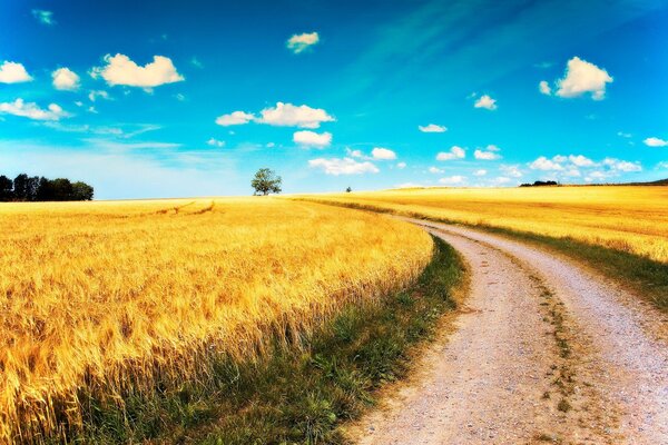 El camino entre los campos de oro bajo el cielo azul