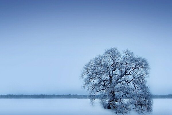 Ein einsamer Baum im Winter. Verschneites Feld