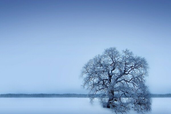 Samotne drzewo zimą. Ośnieżone pole