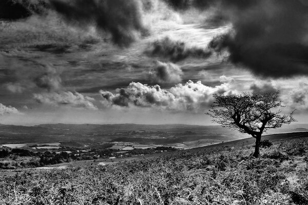 Arbre solitaire sur terrain vallonné en noir et blanc