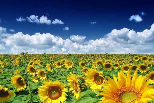 Pore habituel avec des tournesols par temps clair