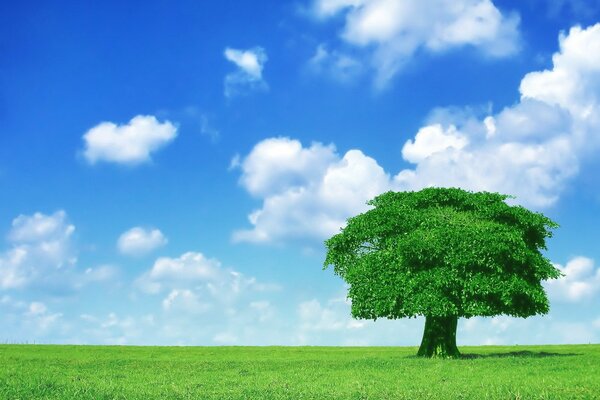 Blauer bewölkter Himmel und ein einsamer Baum